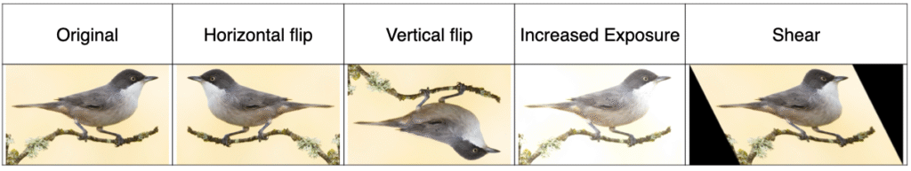 Visual demonstration of basic image processing techniques such as flipping, shearing, and exposure adjustment
